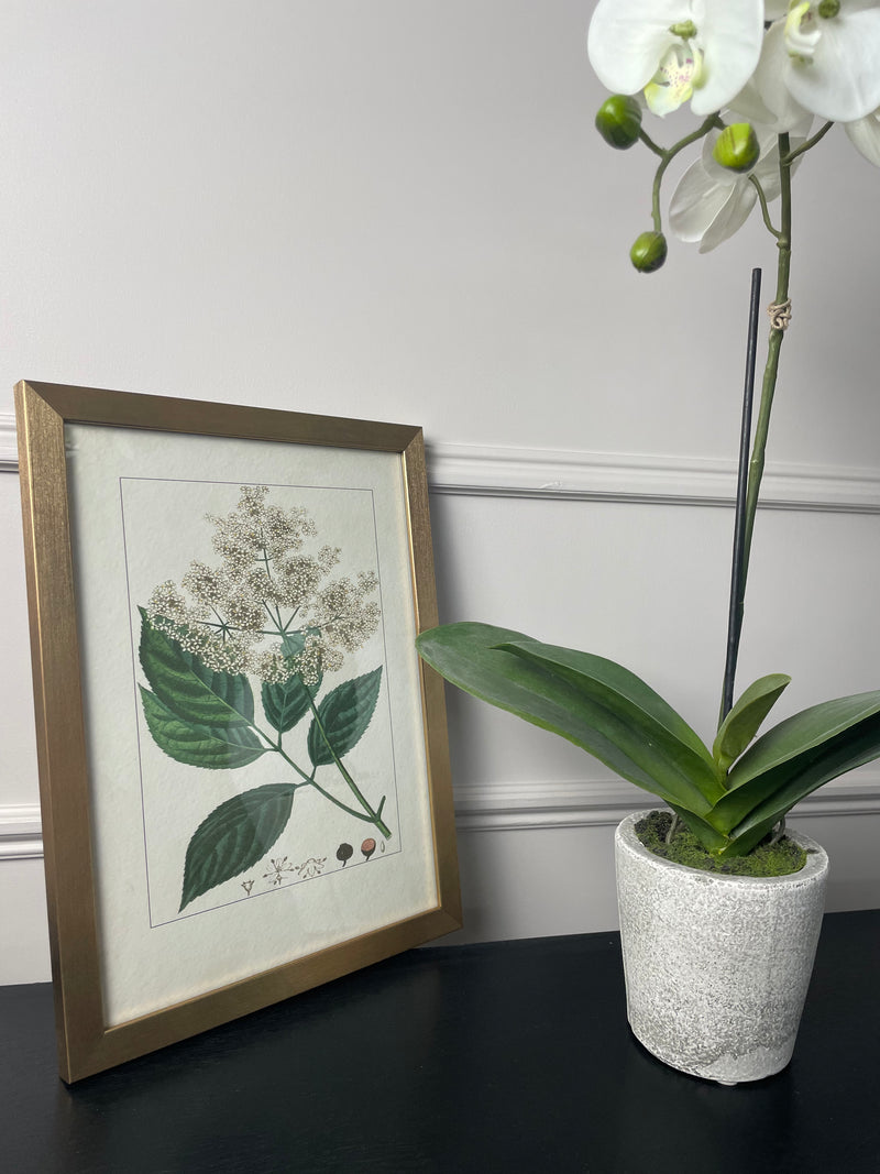 Botanical Flower Antique Print with Gold Frame A