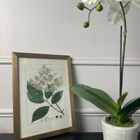 Botanical Flower Antique Print with Gold Frame A