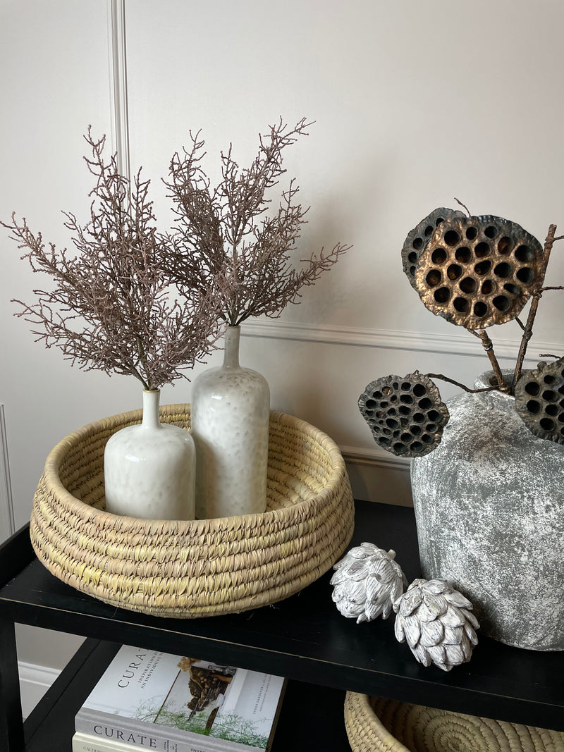 Coral santolina grass bunch