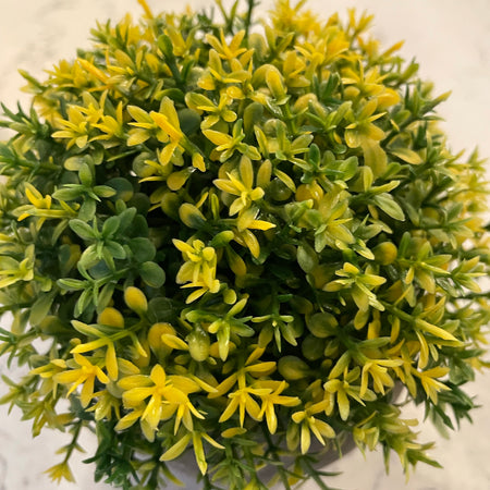 Hebe plant in stone pot B