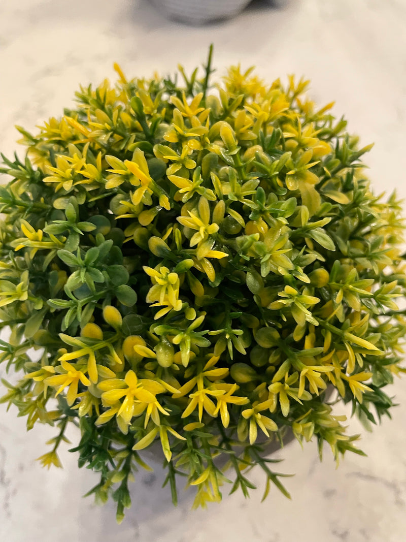 Hebe plant in stone pot B