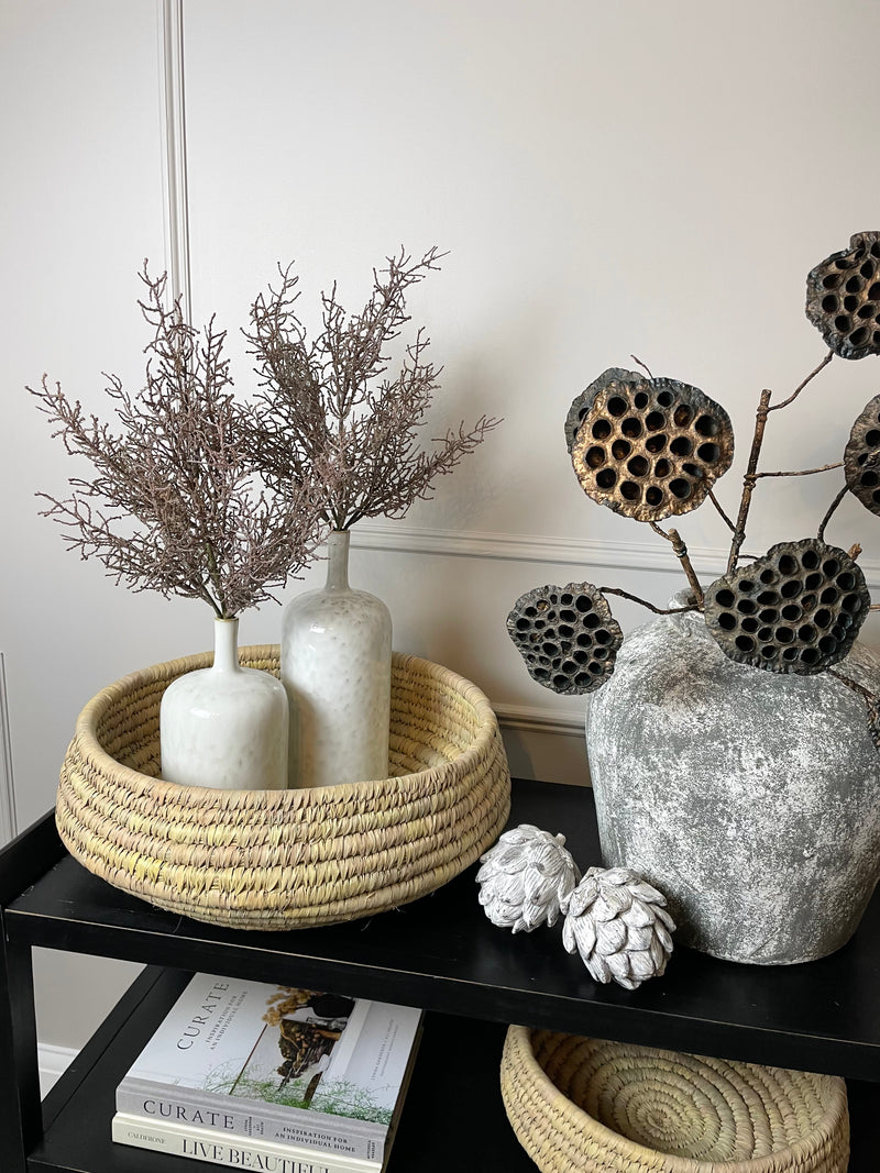 Coral santolina grass bunch