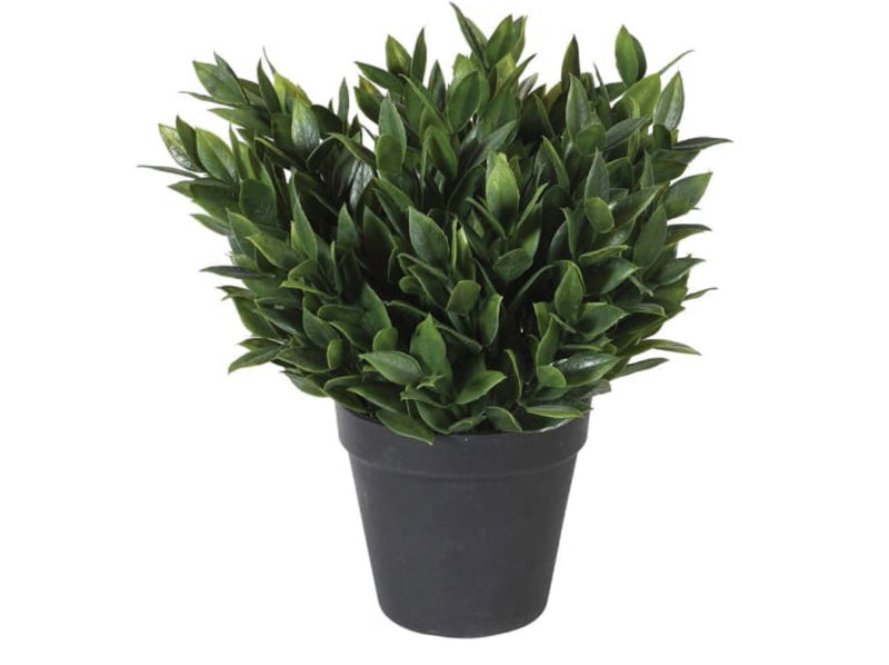 Bay tree plant in black pot