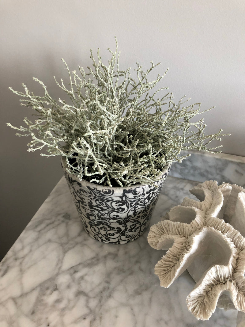 Silver Santolina coral stem bunch