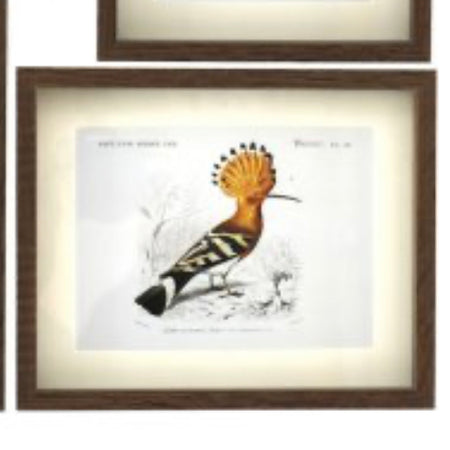 Set of 4 bird prints