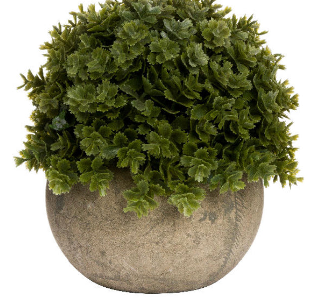 Hebe Veronica In stone Pot