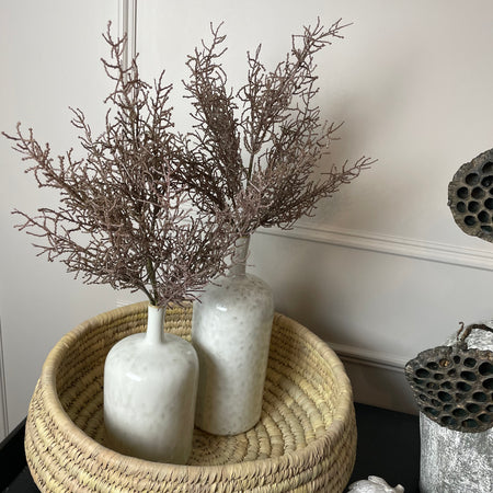 Coral santolina grass bunch