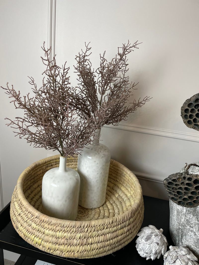 Coral santolina grass bunch