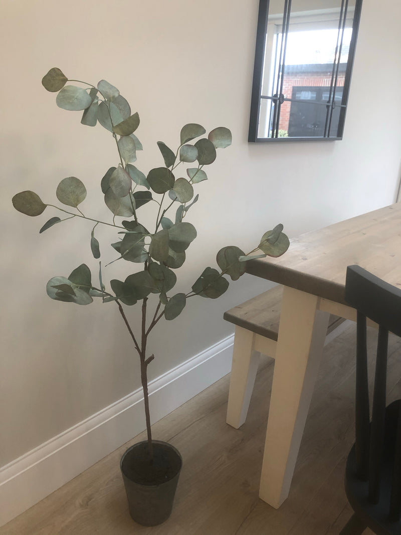 Eucalyptus tree dollar leaf in zinc planter