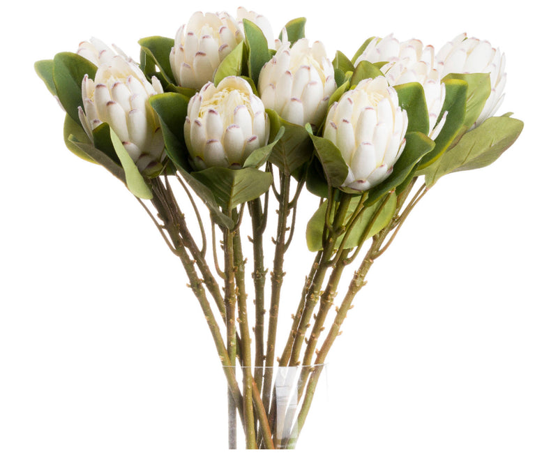 Off white closed protea stem