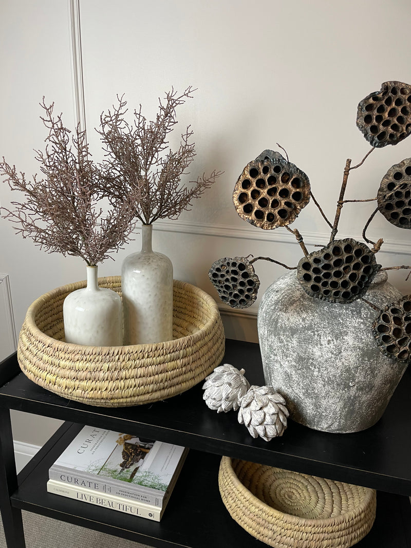 Coral santolina grass bunch