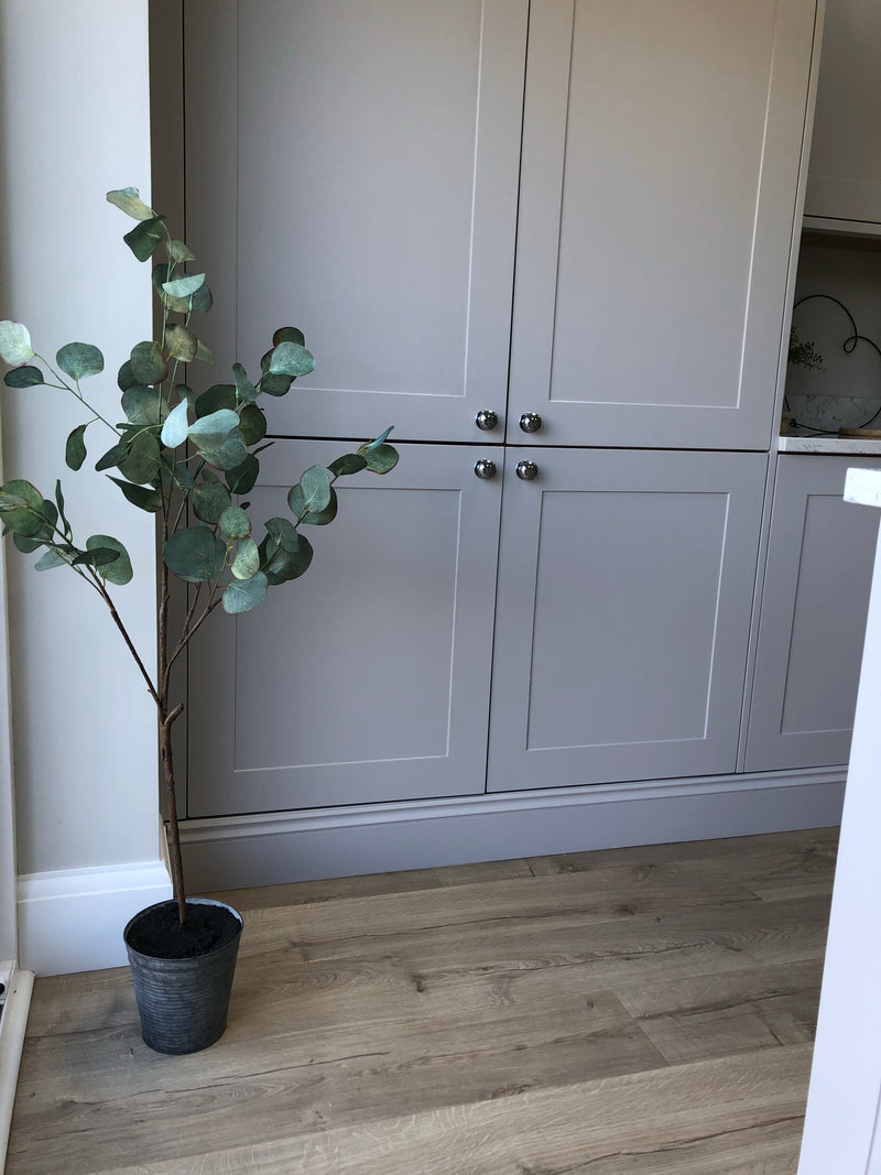 Eucalyptus tree dollar leaf in zinc planter