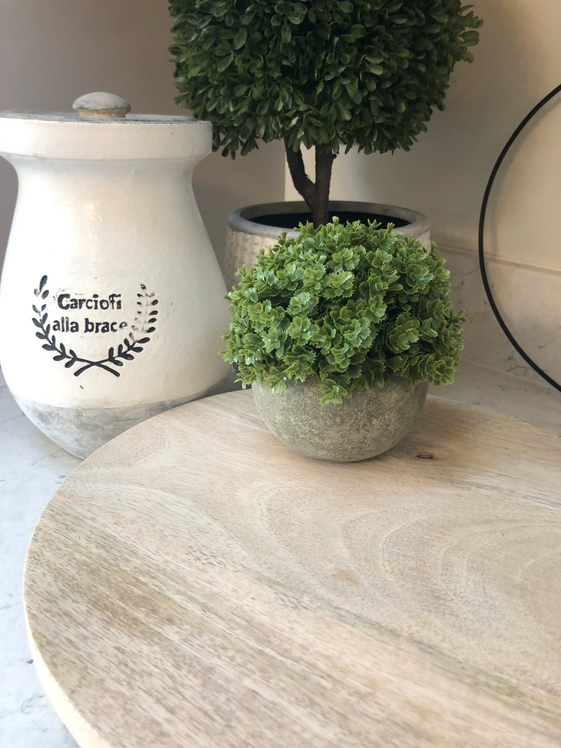 Hebe Veronica In stone Pot