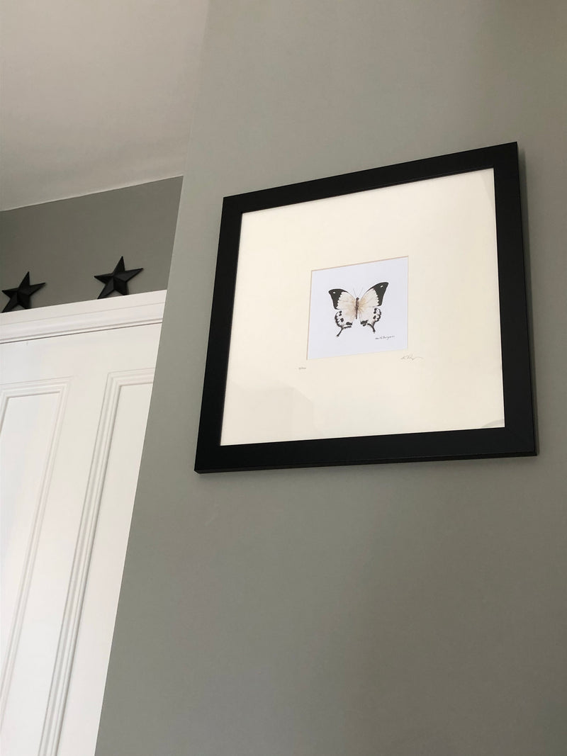 Butterfly print in frame by local artist Keith Burgess