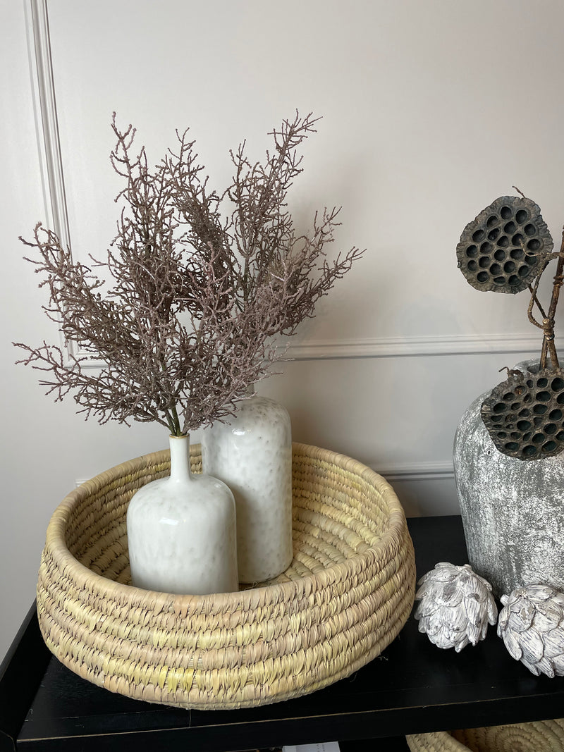 Coral santolina grass bunch