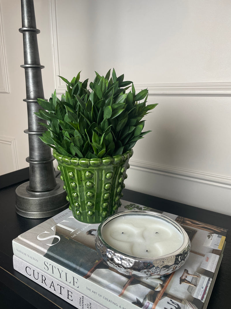 Bay tree plant in black pot