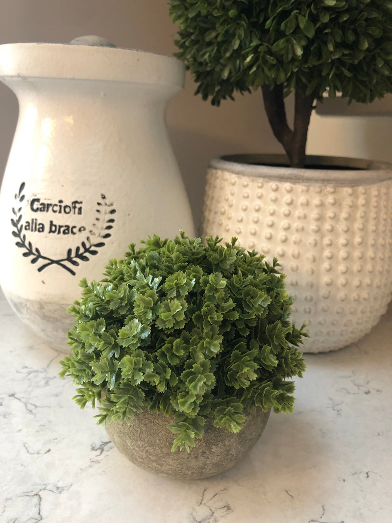Hebe Veronica In stone Pot
