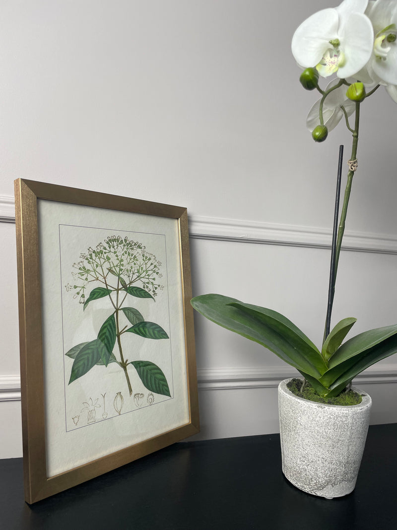 Botanical Flower Antique Print with Gold Frame B