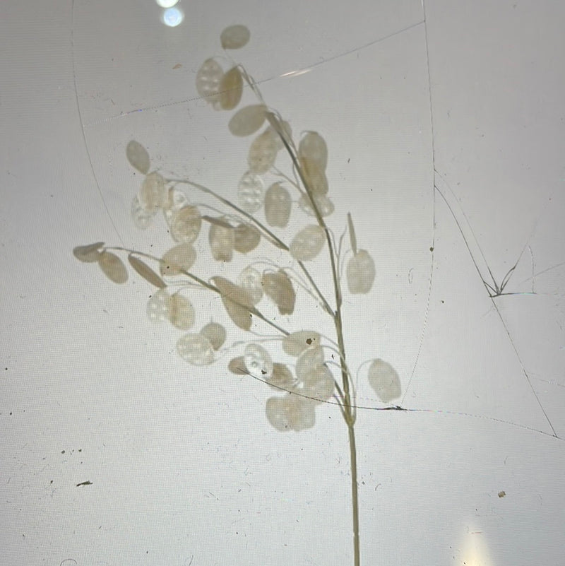 Clear honesty spray stem